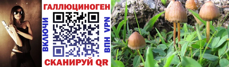 Псилоцибиновые грибы Cubensis Братск